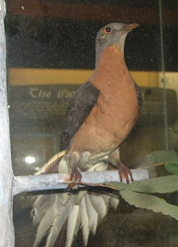 A specimen of the  passenger pigeon, (Ectopistes migratorius), at Cincinnati Zoo and Botanical Garden.  Passenger pigeons once numbered in the billions. Overhunting and habitat loss led to a catastrophic decline within 20 years, and extinction by 1914.