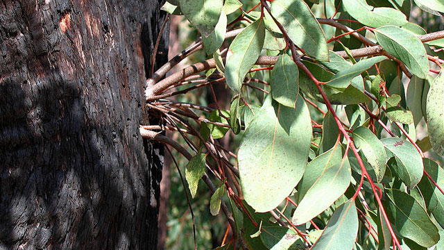 Specialized reproductive structures caleld "epicormic shoots" sprout from buds on the bushfire damaged trunk of a Eucalyptus tree, about two years after the 2003 Eastern Victorian alpine bushfires. (Near Anglers Rest, Victoria, Australia./jjron)