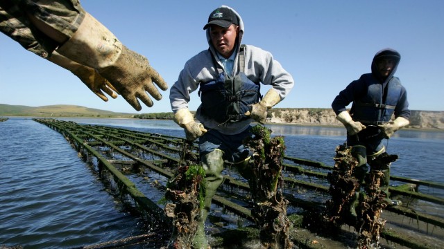 Drakes Bay Oyster Company farms oysters at Point Reyes National Seashore. (Justin Sullivan/Getty Images)