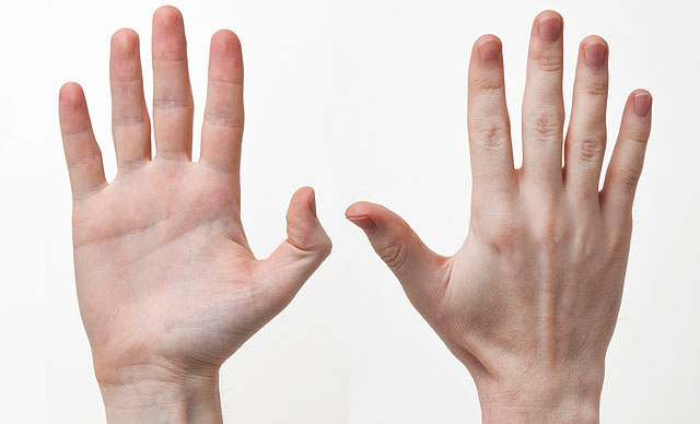 A group of researchers may have found a new set of genes that help to explain why people are usually right handed.  Image courtesy of Wikimedia Commons.