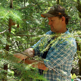 UC Berkeley researcher David Ackerly measures a tree's diameter at the Pepperwood Preserve near Santa Rosa. (Photo: Lauren Sommer/KQED)