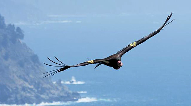 Endangered California condors are among the wildlife at risk from eating lead bullets in carrion. (Tim Huntington, courtesy of the Ventana Wildlife Society)