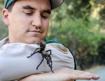 Naturalist Eddie Willis at Black Diamond Mines handles a male tarantula found wandering the park.  Photo by Robert Kanagaki, EBRPD