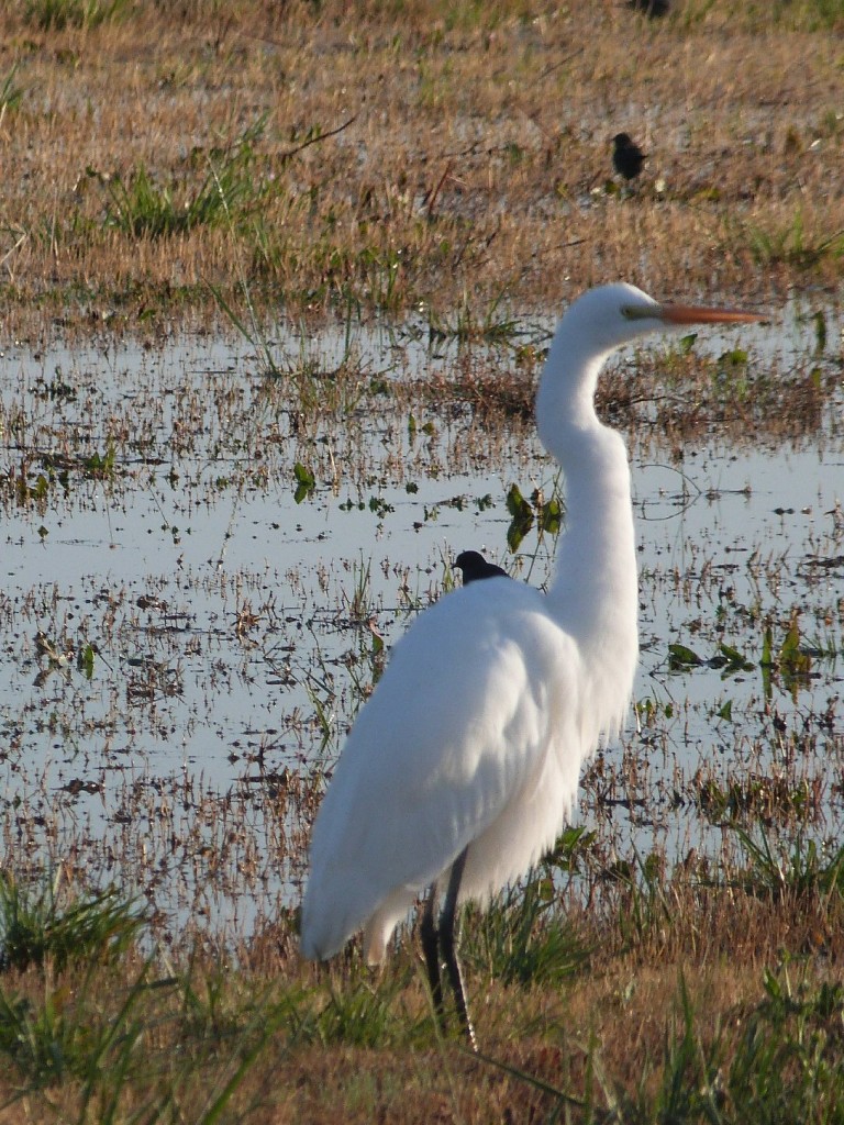 Wildlife-friendly agriculture benefits some 200 species of water-adapted birds, including the great egret. (Photo: Liza Gross)