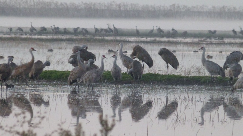 Sandhill cranes at dawn, rousing from their nighttime roosting spots at Woodbridge Ecological Reserve. (Photo: Liza Gross)