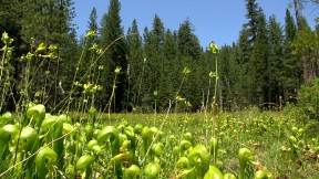 Butterfly Valley, located Plumas Nationa Forest, is one of the only protected cobra lily habitats. Photo by Josh Cassidy/KQED.