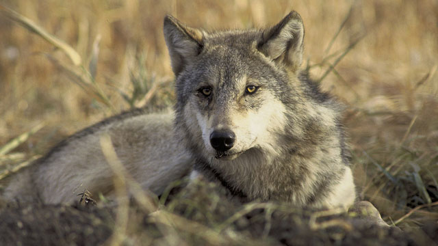 The gray wolf is currently protected under the Endangered Species Act. (John & Karen Hollingsworth/USFWS)