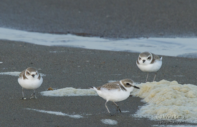 Snowy plovers forage along the tideline, using their excellent eyesight to hunt for small invertebrates.  Photo by Cal Walters.