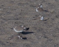 Snowy plovers camouflage with the sand, making them difficult for predators to find them.  Photo by Cindy Margulis.