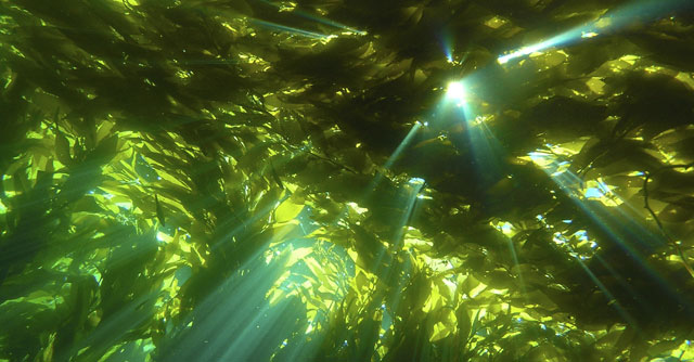A kelp forest near Catalina Island. (Thomas Farrugia)