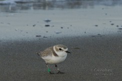 By identifying the bands on this snowy plovers legs, its movements could be tracked over nearly five years.  Photo by Cal Walters.