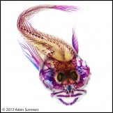 A cleared and stained scalyhead sculpin, Artedius harringtoni, by Adam Summers.