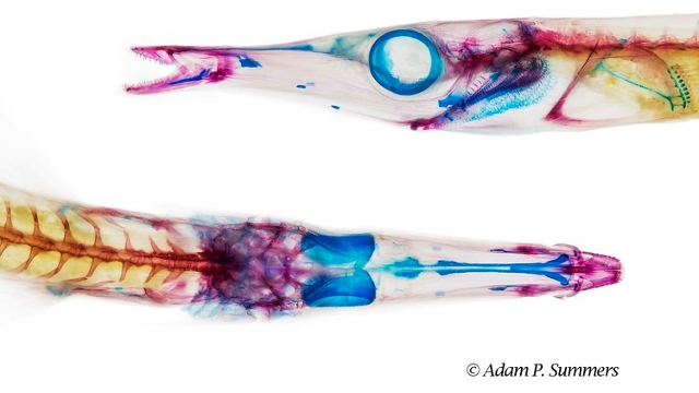 A cleared and stained tube-snout, Aulorhynchus flavidus, by Adam Summers.