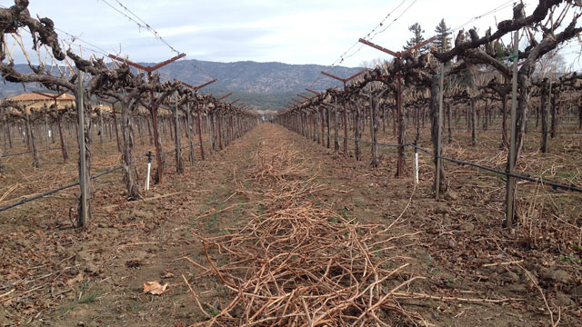 drought vineyard california napa craig miller