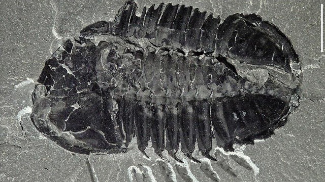 New Trove of Canadian Fossils Expands Knowledge of Cambrian Explosion | KQED
