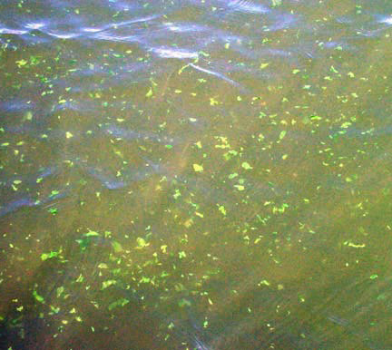 A toxic blue-green algae bloom (Peggy Lehman, Department of Water Resources)