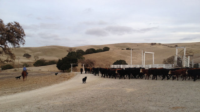 Joe Morris, owner of Morris Grassfed in San Juan Bautista, herds cattle up a hill in Hollister. (Vinnee Tong/KQED)