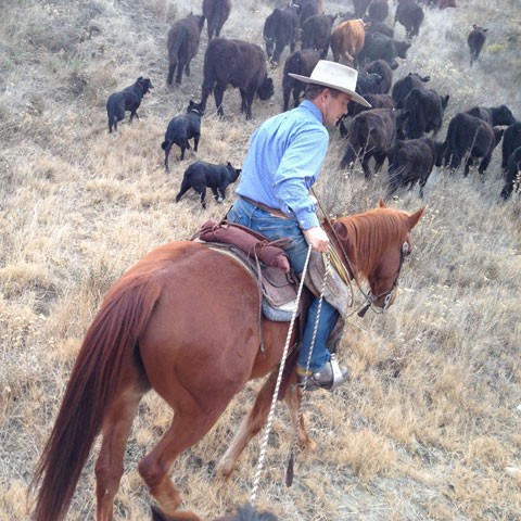 Joe Morris moved his cows from a ranch where there wasn't enough water to sustain them. (Vinnee Tong/KQED)