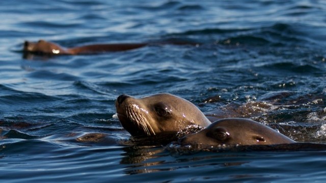 By studying sea lions suffering from epilepsy, we may learn more about seizures in humans. (lowjumpingfrog/Flickr)