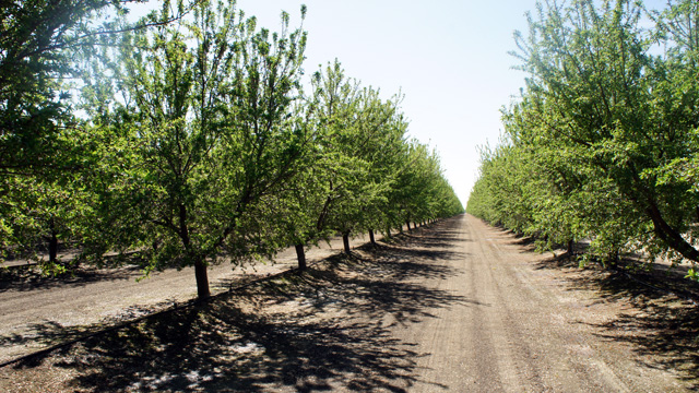 Almond orchards north of Bakersfield, where fracking has lead to an expansion of oil drilling. (Lauren Sommer/KQED)