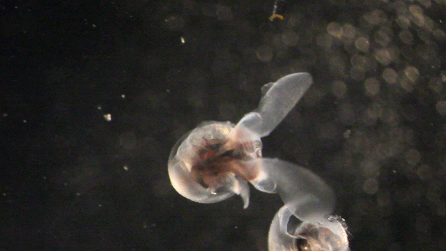 In lab tests, acidic waters have dissolved the shells of pteropods when they're still alive. (Woods Hole Oceanic Institution)