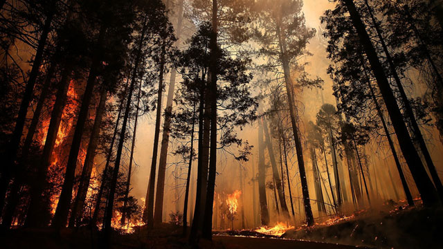 Flames from the Rim Fire consume trees on August 25, 2013 near Groveland, California. (Justin Sullivan/Getty Images)