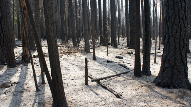 The forest after the Rim Fire, just outside of Yosemite National Park. (Lauren Sommer/KQED)