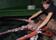 An aquarist interacts with a giant Pacific octopus