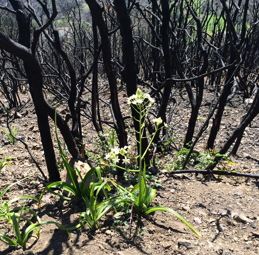 Plants emerge in the remnants of the Morgan Fire. (Lauren Sommer/KQED)