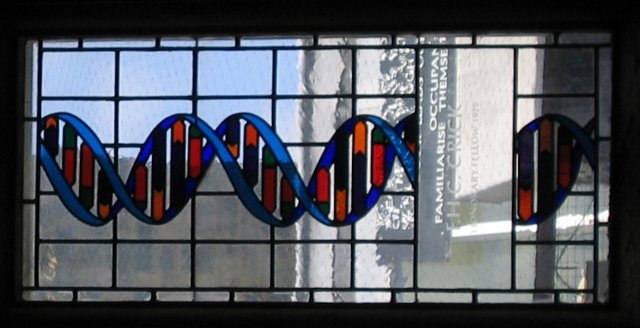 The DNA in this stained glass may need two new colors to represent two new bases.  (Wikimedia Commons/Schutz)