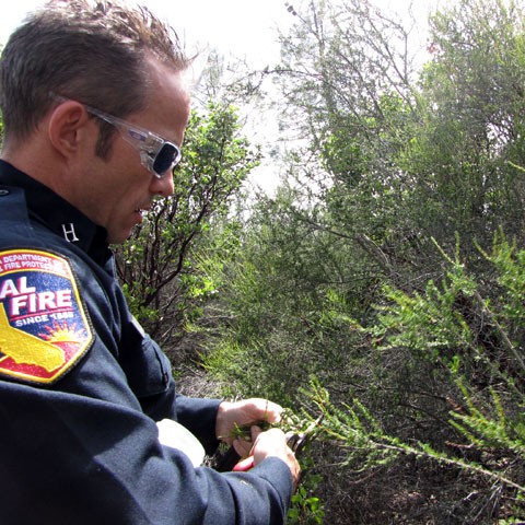 Tom Knecht of CalFire collects chemise to find its fuel moisture. (Molly Samuel/KQED)