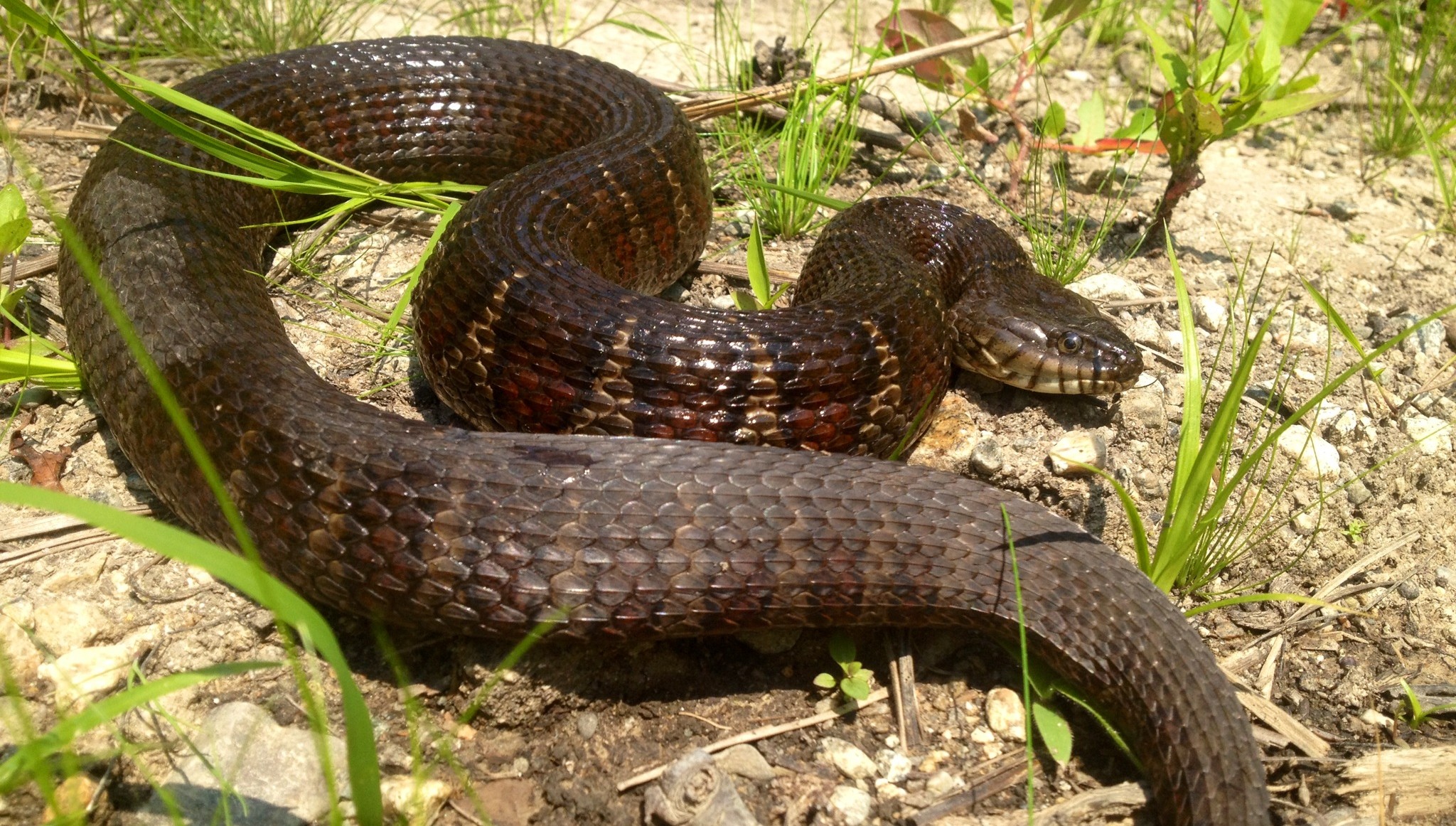 Water Snakes Invading California Threaten Native Species | KQED
