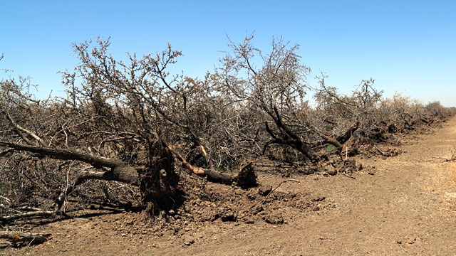 An almond orchard that's been uprooted due to drought near Los Banos, California. (Lindsey Hoshaw/KQED)