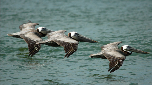Brown pelican populations rebounded after DDT was phased out. (MSMcCarthy Photography/Flickr)