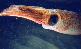 Doryteuthis (Loligo) opalescens This adult California market squid was photographed in the canyon offshore of La Jolla Shores beach in La Jolla, California.(SWFSC Image Gallery)
