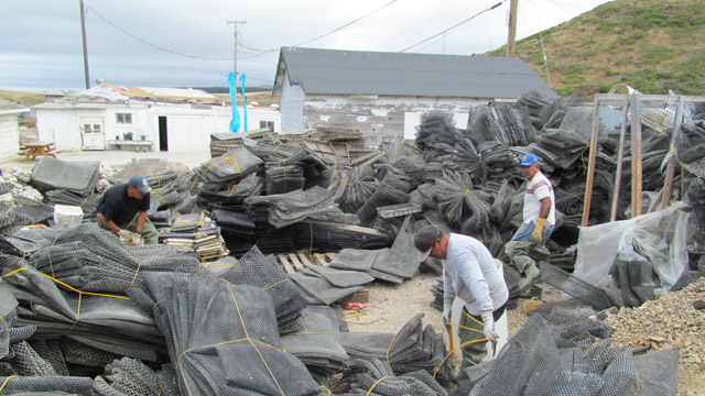 Workers at Drakes Bay Oyster Farm pile up oyster grow bags for storage. (Cy Musiker/KQED)