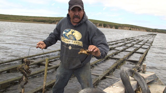 Jorge Mata has been working on the oyster farm for thirty years. (Jeremy Raff/KQED)