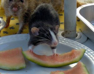 With a few more mature neurons, this rat might choose  exercising over eating.  (Wikimedia Commons) 