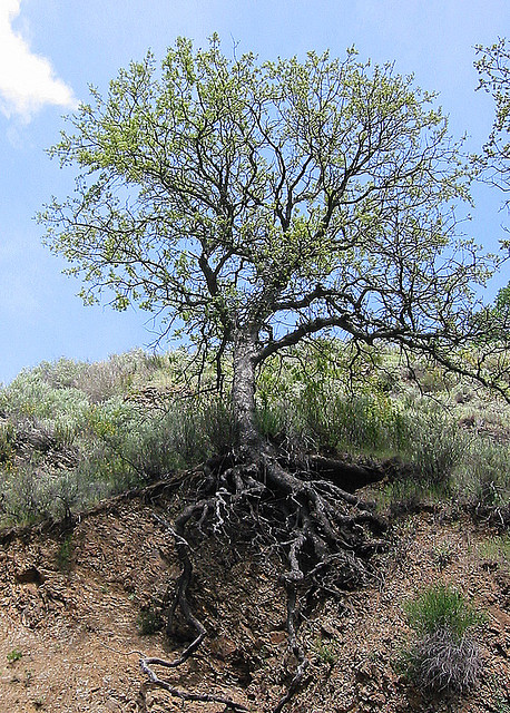 The California oak's roots extend far and wide. (Josh Mazgelis/Flickr)