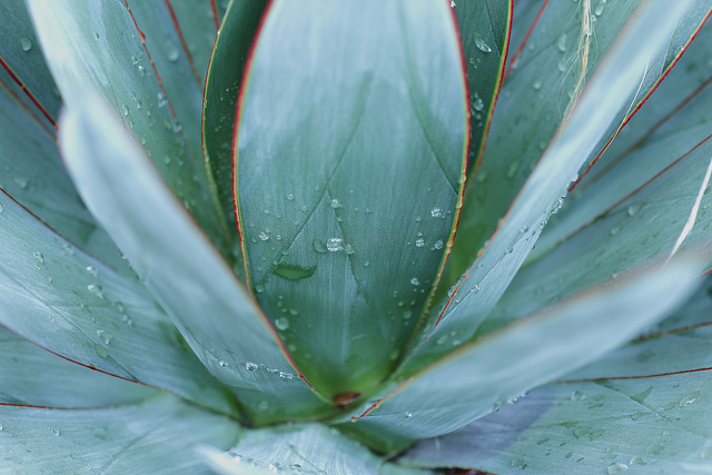 The waxy surface on the agave helps it retain water. (John Loo/Flickr)