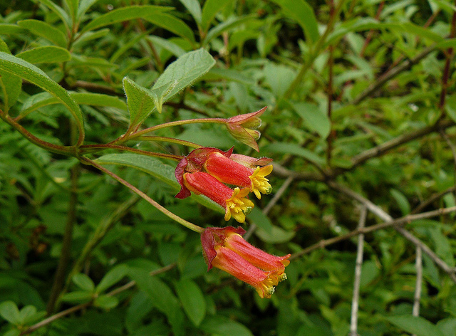 Twinberry honeysuckle has tiny hairs that help it collect water. (docentjoyce/Flickr)
