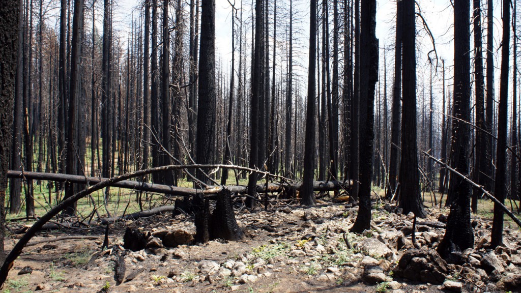 Trees killed in the Rim Fire will likely stay standing for only a decade or so. (Lauren Sommer/KQED)