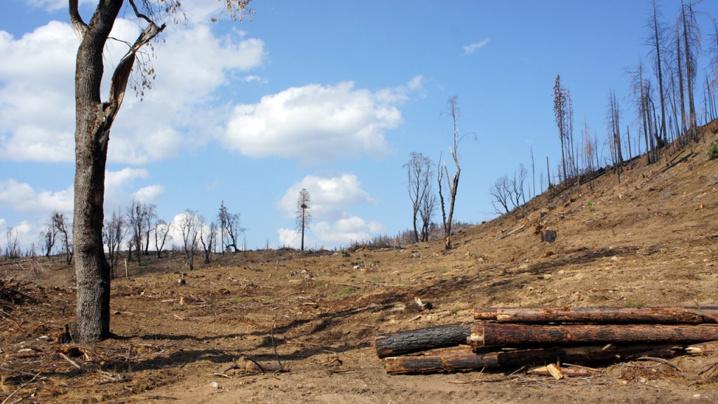 Sierra Pacific Industries began clearing its private land within weeks after the Rim Fire burned through. 