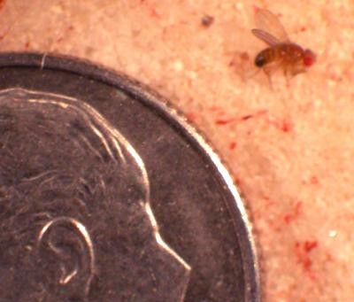 The small size of fruit flies makes it difficult to measure insulin levels in their blood. (University of Missouri)