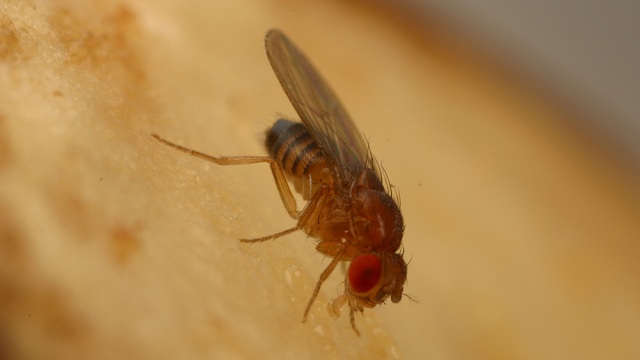 Tiny fruit flies will help Stanford scientists study the complicated genetics of type 2 diabetes. (Dahanukar Lab/UC Riverside)