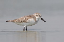 Spoonbill Sandpipers could become extinct in the next five years.