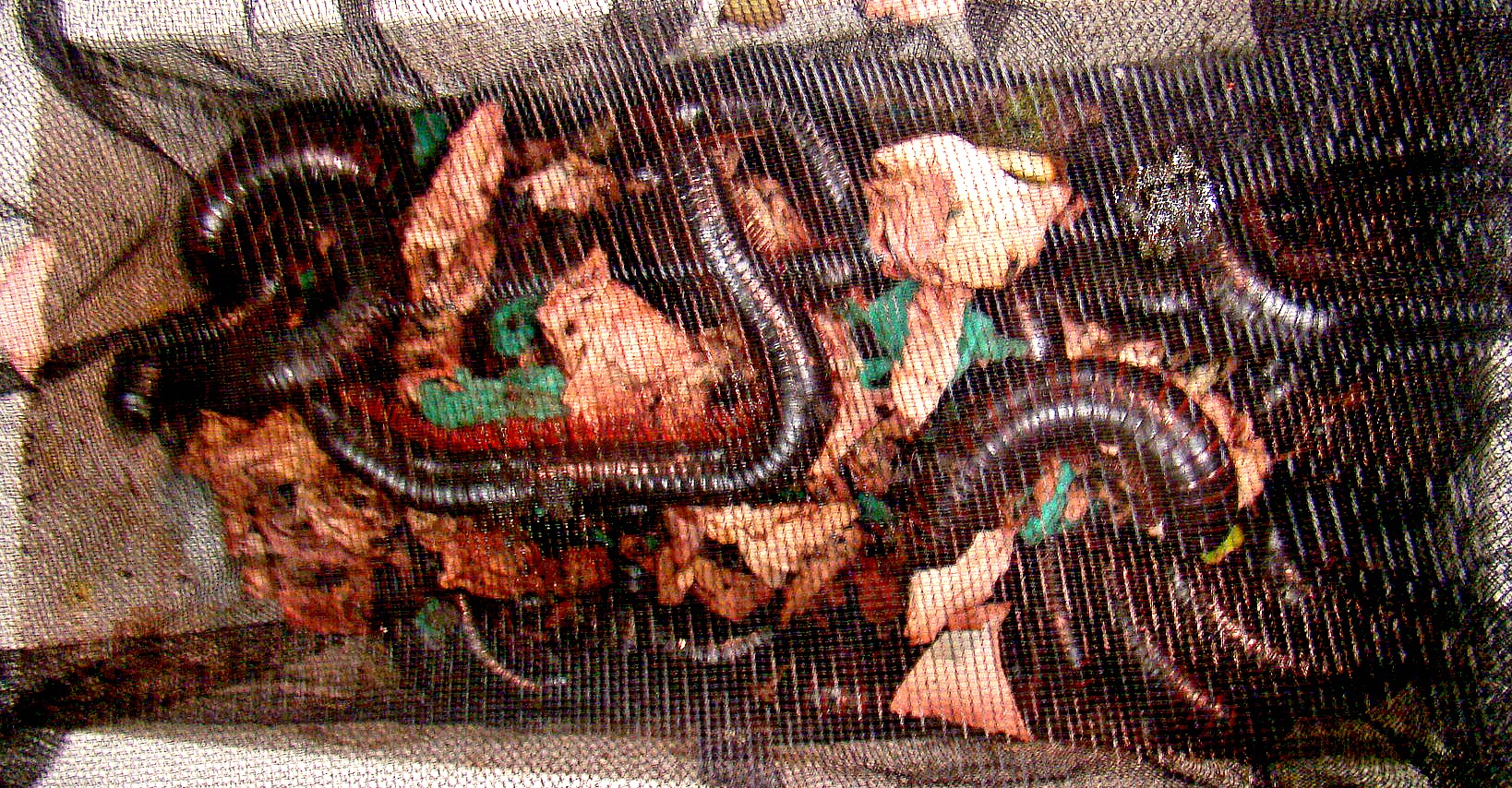 Giant millipedes in a mesh bag, discovered by customs agents at SFO. (U.S. Customs and Border Protection)