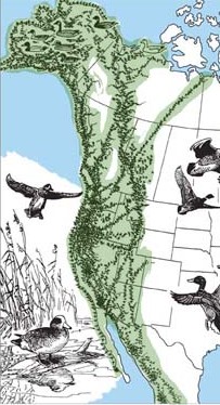 Hundreds of species of birds fly through San Francisco on the Pacific Flyway migration corridor. (U.S. Fish and Wildlife Service) 