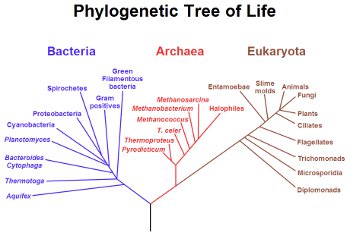 Bacteria and Archae are the two most ancient kingdoms on life's family tree. (Wikimedia Commons)