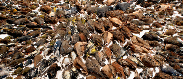 Birds collected after colliding with buildings in Toronto 2009. (Kenneth Herdy/FLAP Canada)